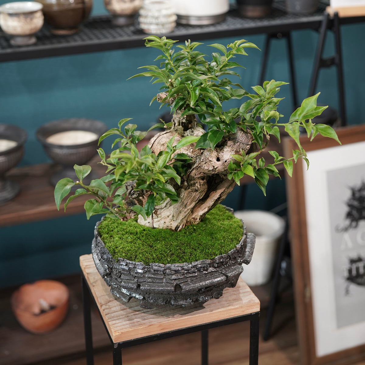 Old bougainvillea (古木ブーゲンビレア) × 宮島 將實"穴窯焼成鉢" No.1