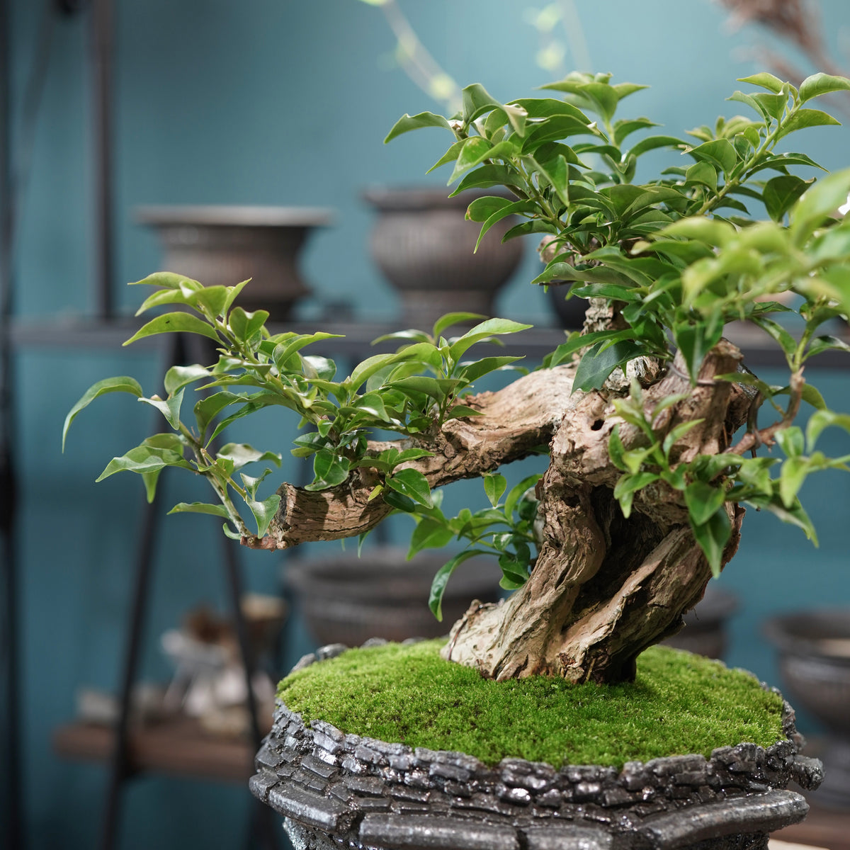 Old bougainvillea (古木ブーゲンビレア) × 宮島 將實"穴窯焼成鉢" No.1