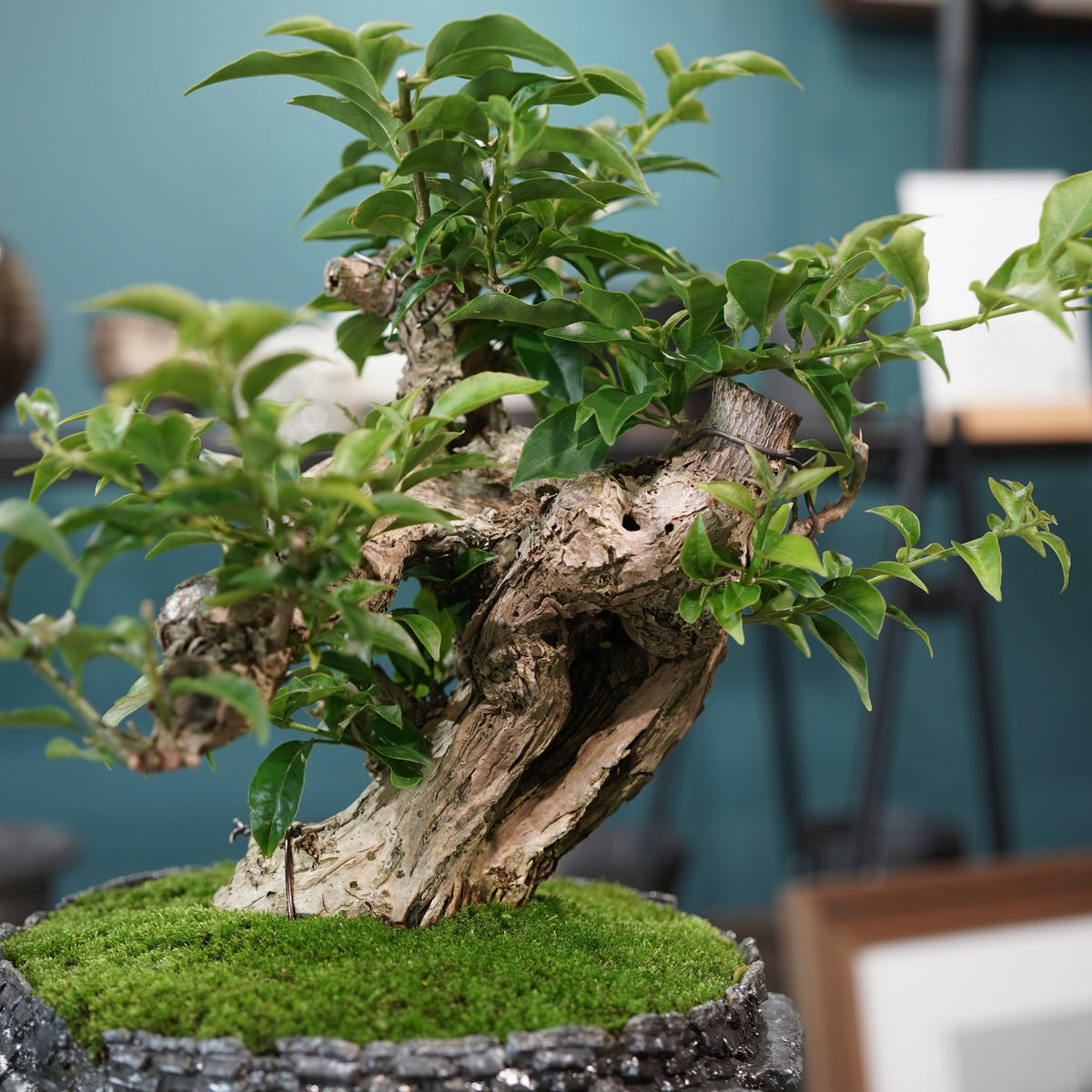 Old bougainvillea (古木ブーゲンビレア) × 宮島 將實"穴窯焼成鉢" No.1