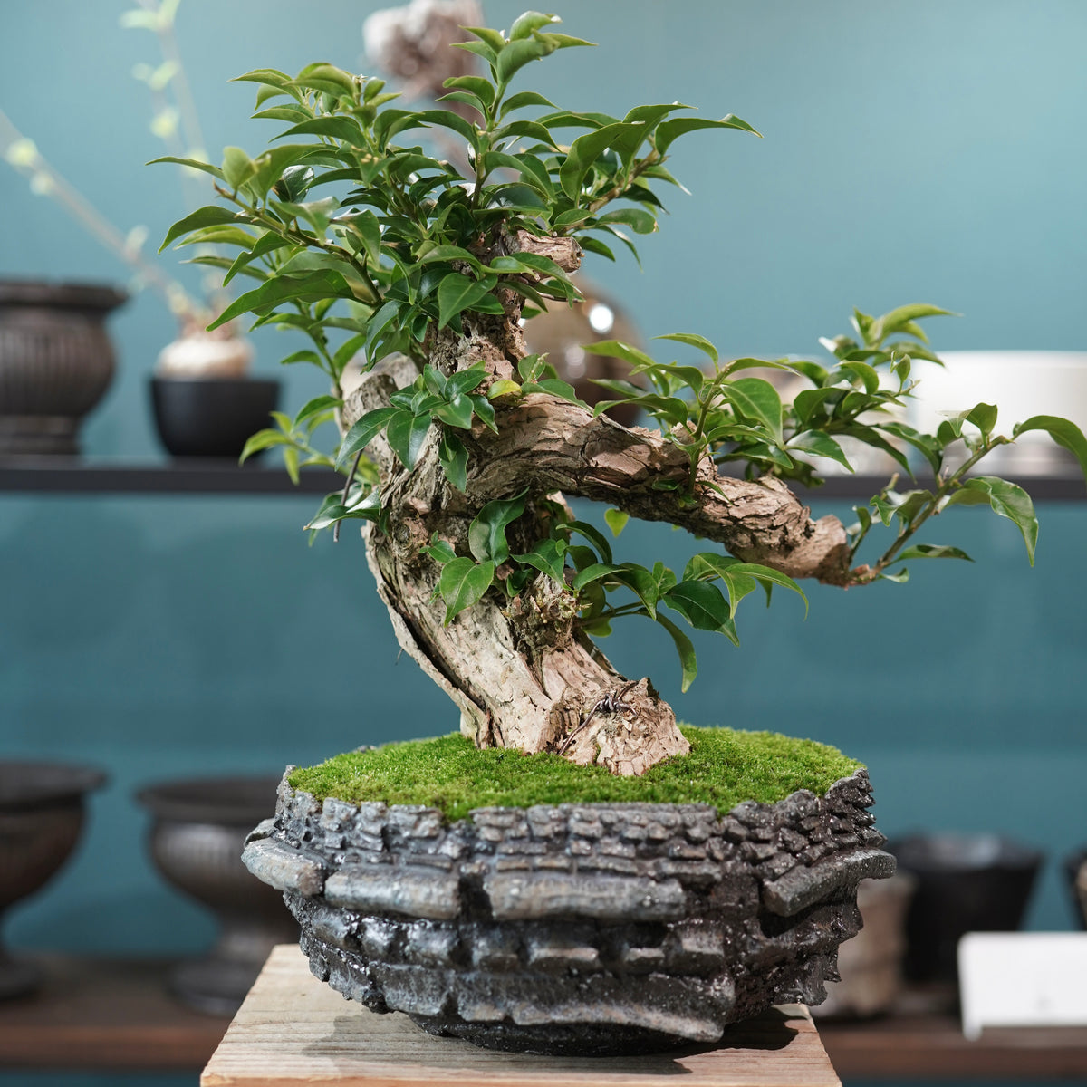 Old bougainvillea (古木ブーゲンビレア) × 宮島 將實"穴窯焼成鉢" No.1