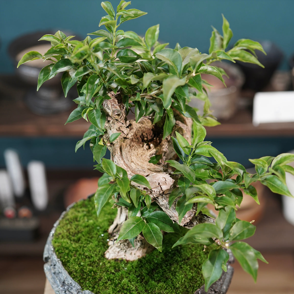 Old bougainvillea (古木ブーゲンビレア) × 宮島 將實"穴窯焼成鉢" No.1