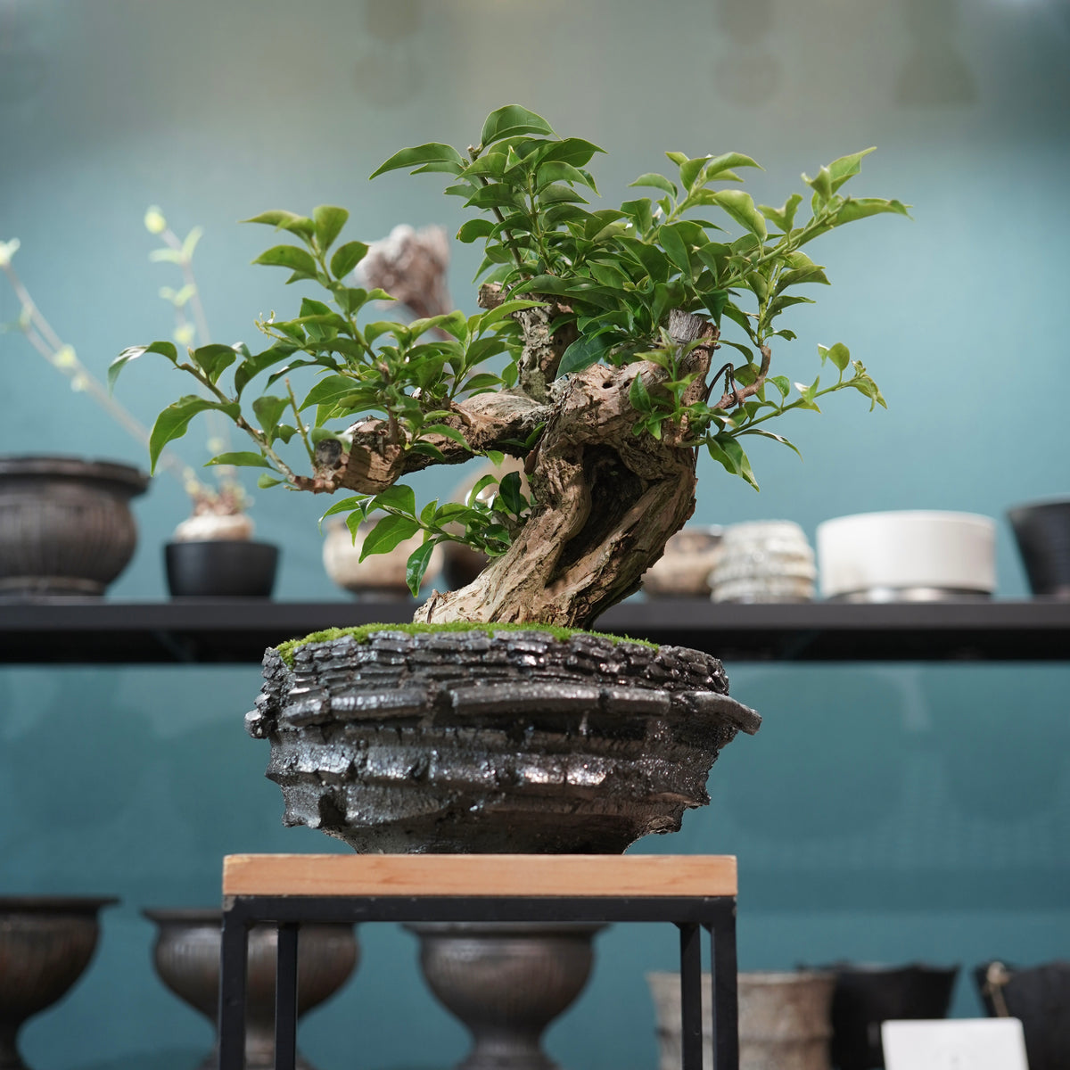 Old bougainvillea (古木ブーゲンビレア) × 宮島 將實"穴窯焼成鉢" No.1