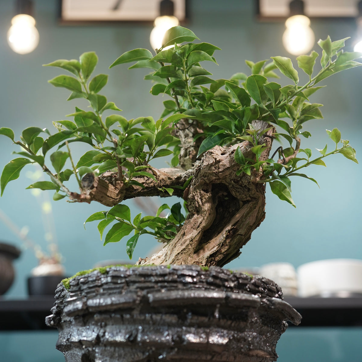 Old bougainvillea (古木ブーゲンビレア) × 宮島 將實"穴窯焼成鉢" No.1
