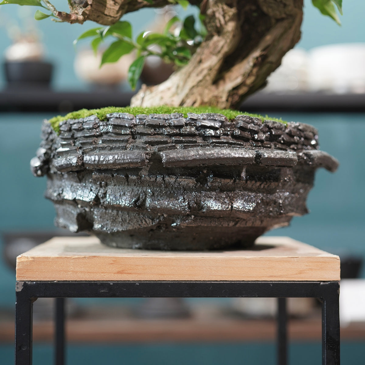 Old bougainvillea (古木ブーゲンビレア) × 宮島 將實"穴窯焼成鉢" No.1