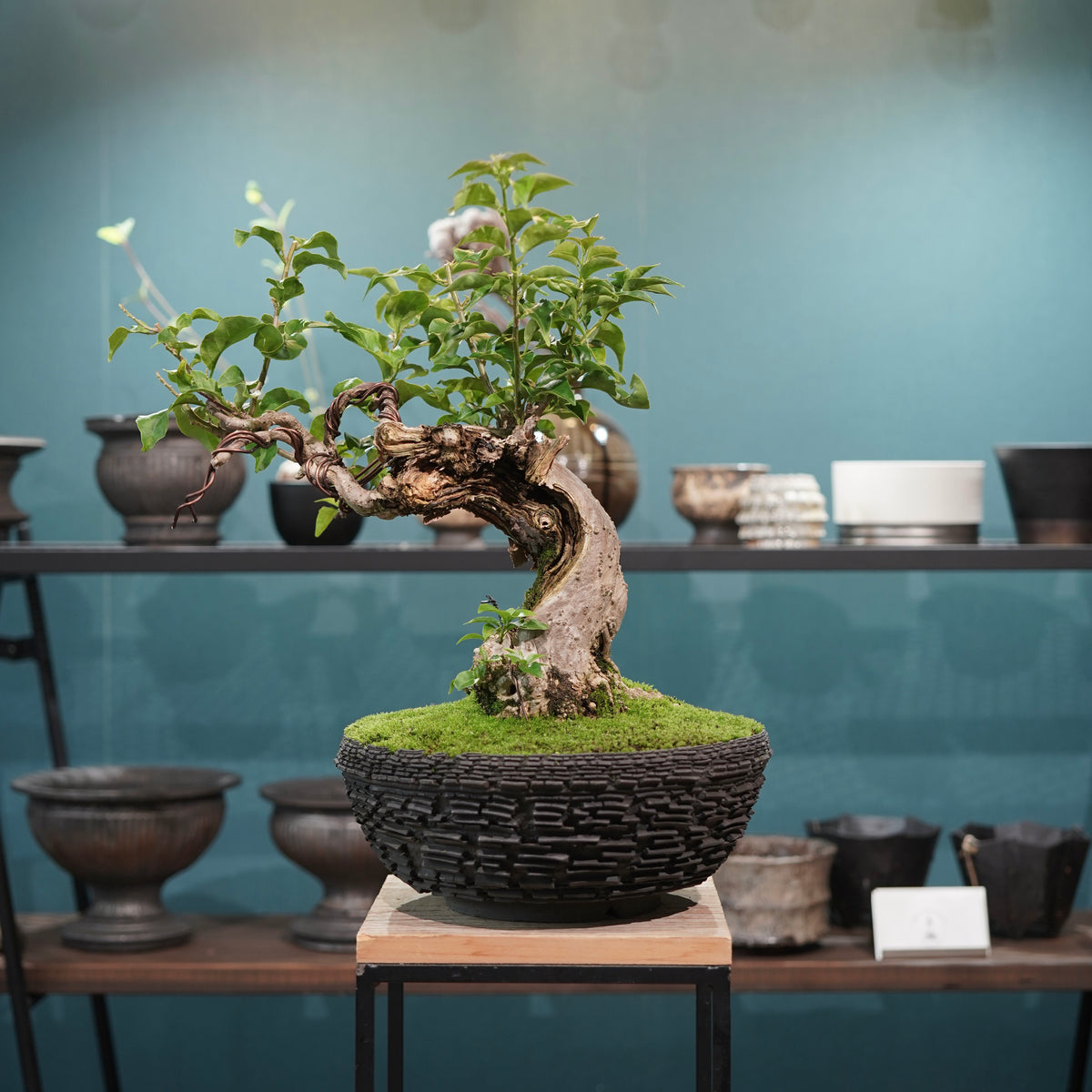 Old bougainvillea (古木ブーゲンビレア) × 宮島 將實"鞘鉢竹炭埋焼成鉢" No.2