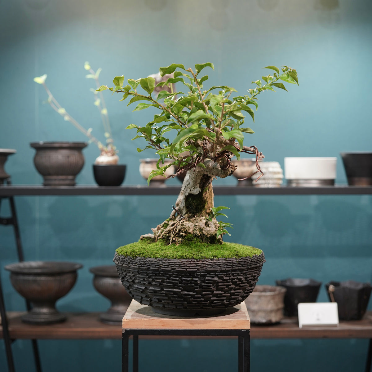 Old bougainvillea (古木ブーゲンビレア) × 宮島 將實"鞘鉢竹炭埋焼成鉢" No.2