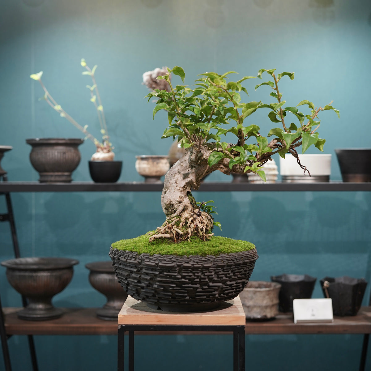 Old bougainvillea (古木ブーゲンビレア) × 宮島 將實"鞘鉢竹炭埋焼成鉢" No.2