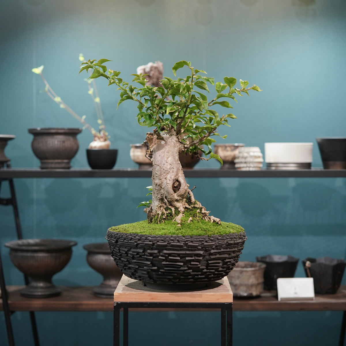 Old bougainvillea (古木ブーゲンビレア) × 宮島 將實"鞘鉢竹炭埋焼成鉢" No.2