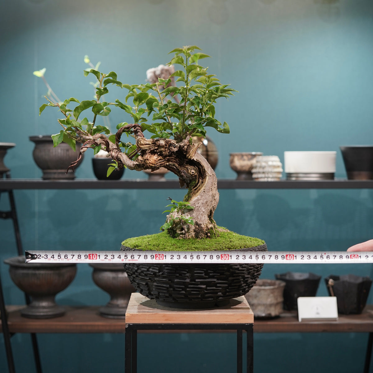 Old bougainvillea (古木ブーゲンビレア) × 宮島 將實"鞘鉢竹炭埋焼成鉢" No.2