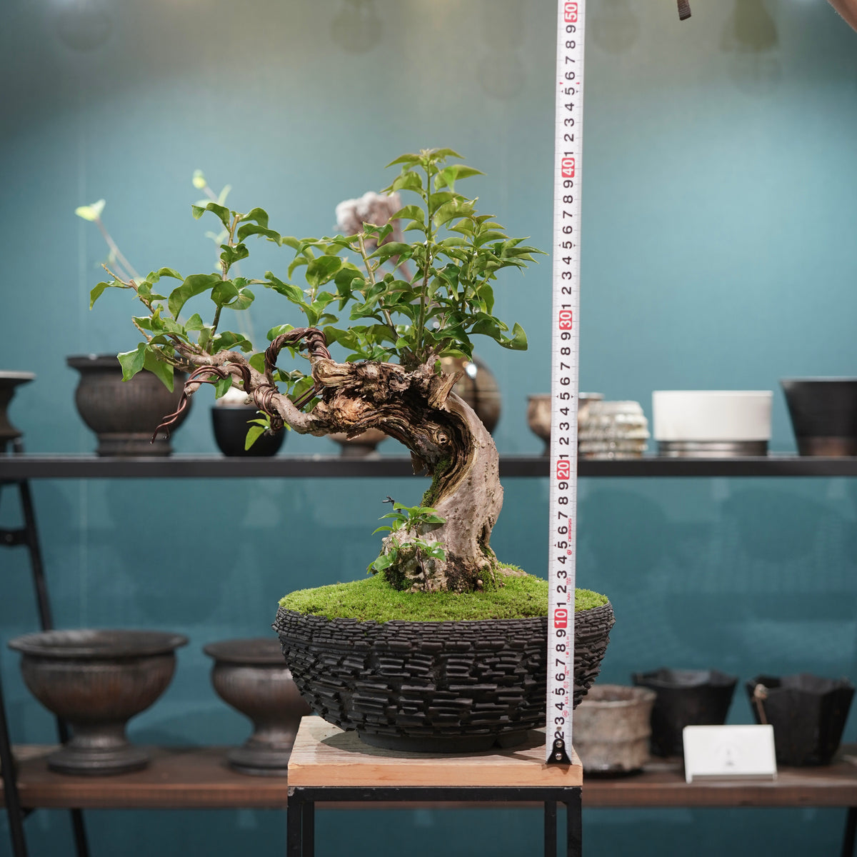 Old bougainvillea (古木ブーゲンビレア) × 宮島 將實"鞘鉢竹炭埋焼成鉢" No.2