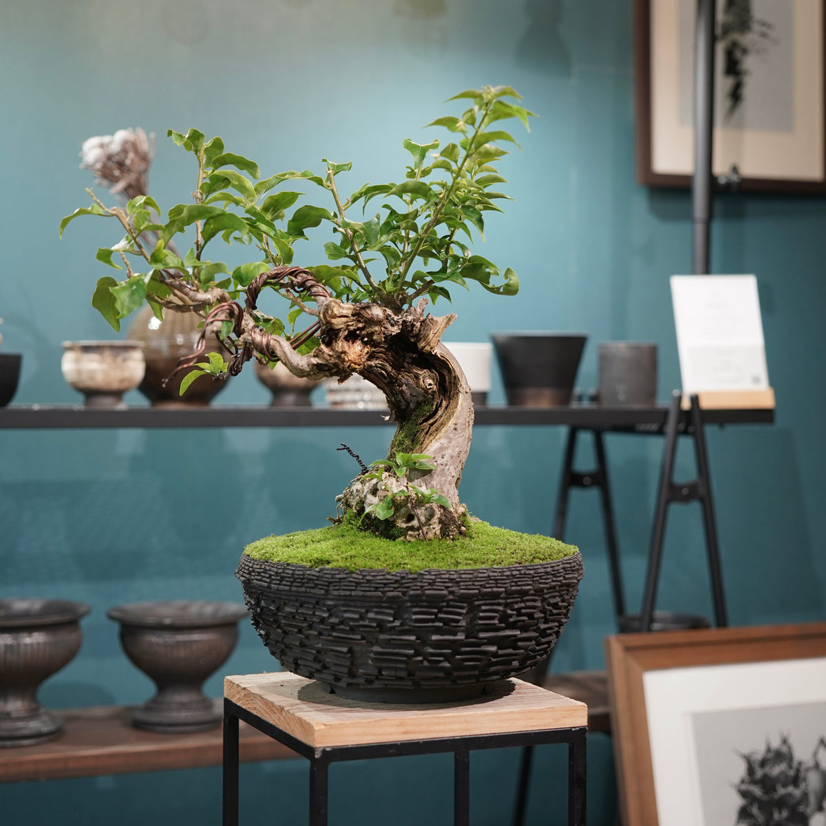 Old bougainvillea (古木ブーゲンビレア) × 宮島 將實"鞘鉢竹炭埋焼成鉢" No.2