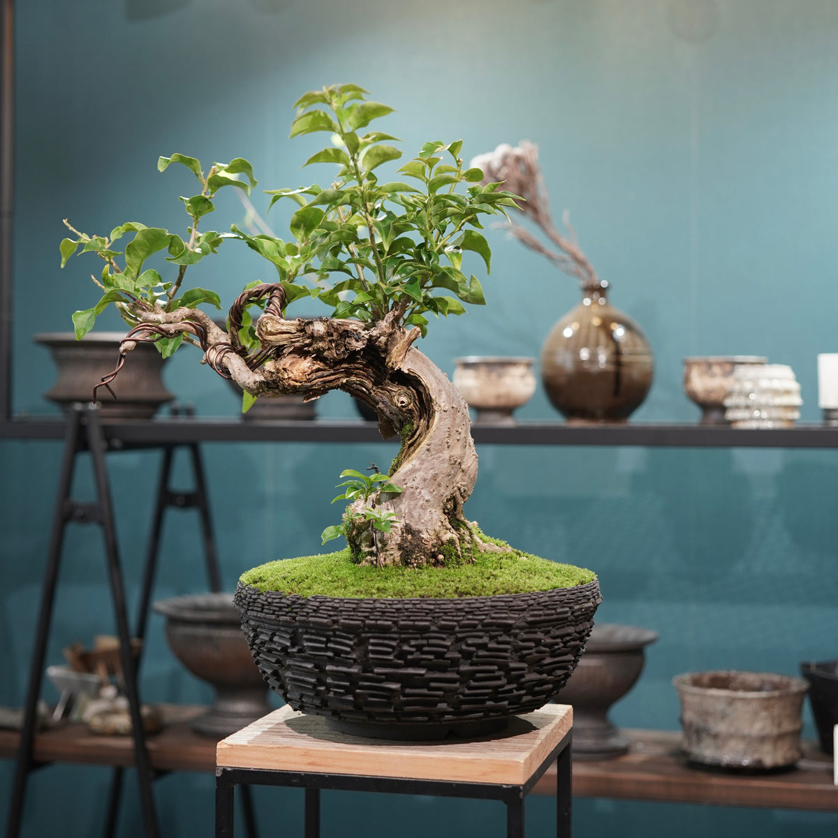 Old bougainvillea (古木ブーゲンビレア) × 宮島 將實"鞘鉢竹炭埋焼成鉢" No.2