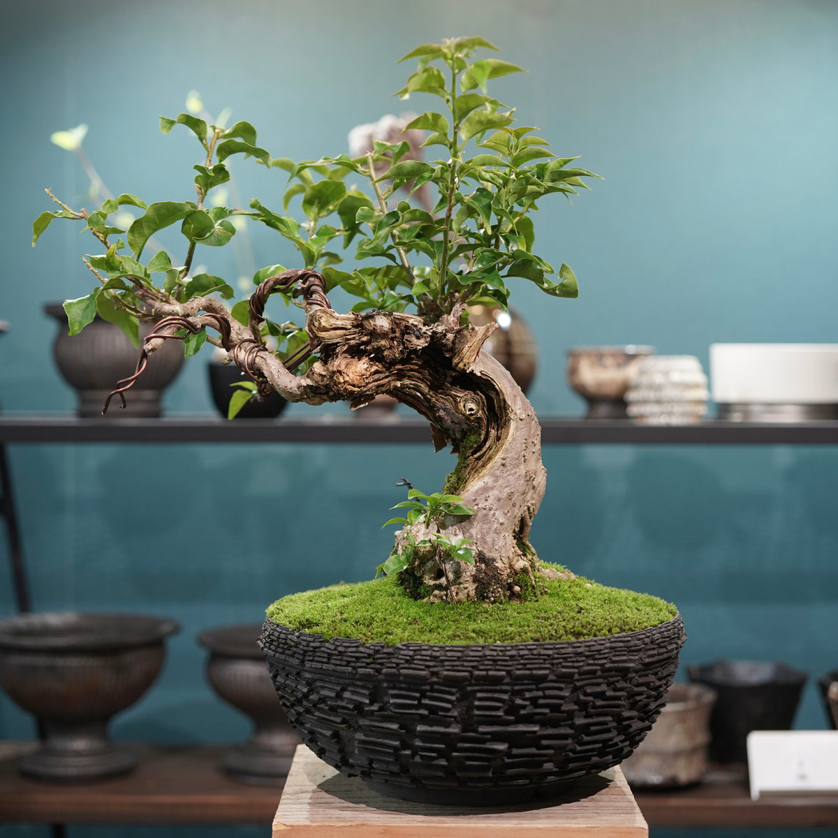 Old bougainvillea (古木ブーゲンビレア) × 宮島 將實"鞘鉢竹炭埋焼成鉢" No.2