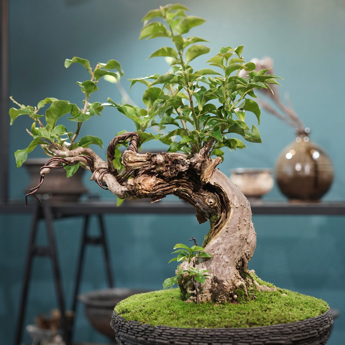 Old bougainvillea (古木ブーゲンビレア) × 宮島 將實"鞘鉢竹炭埋焼成鉢" No.2