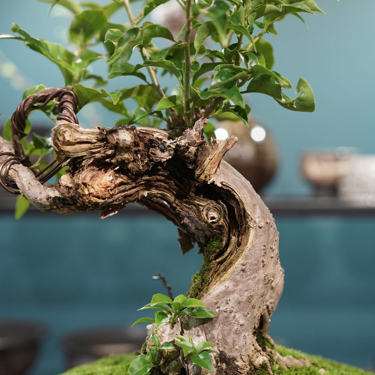 Old bougainvillea (古木ブーゲンビレア) × 宮島 將實"鞘鉢竹炭埋焼成鉢" No.2
