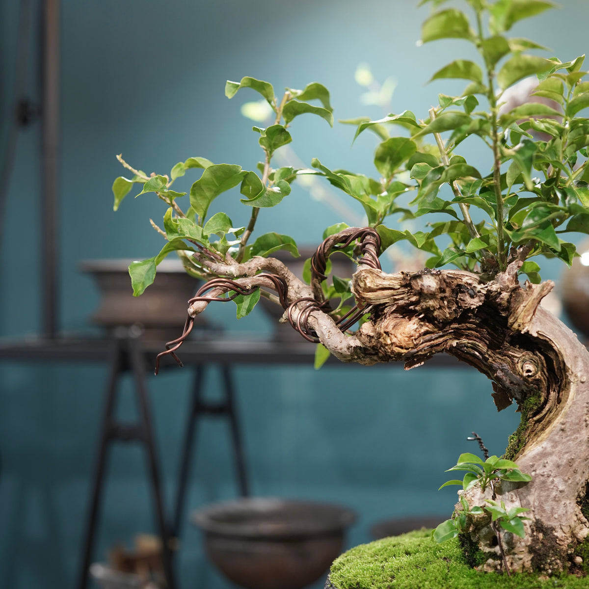 Old bougainvillea (古木ブーゲンビレア) × 宮島 將實"鞘鉢竹炭埋焼成鉢" No.2