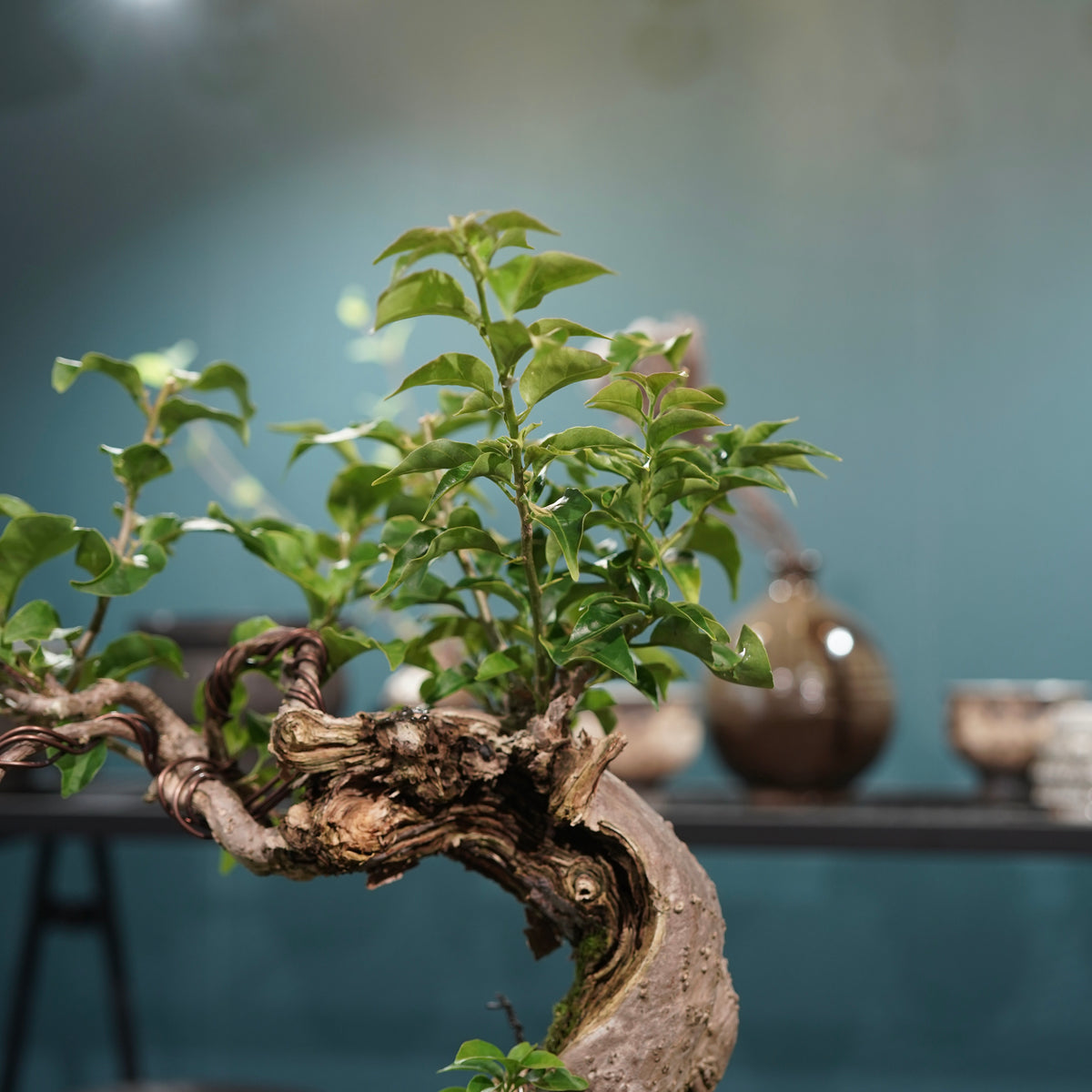 Old bougainvillea (古木ブーゲンビレア) × 宮島 將實"鞘鉢竹炭埋焼成鉢" No.2