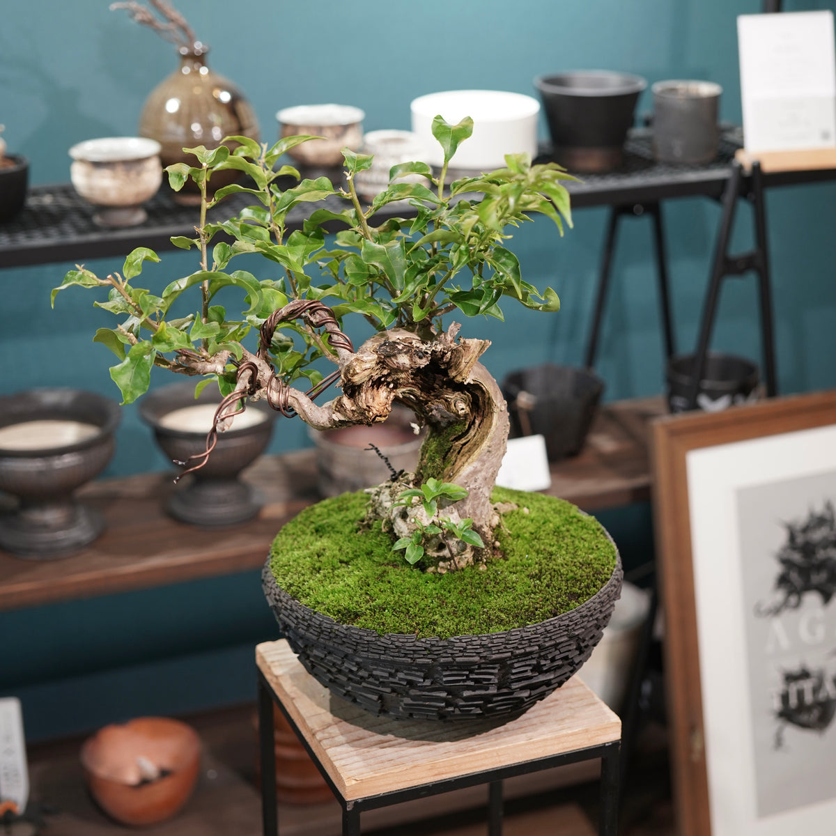 Old bougainvillea (古木ブーゲンビレア) × 宮島 將實"鞘鉢竹炭埋焼成鉢" No.2