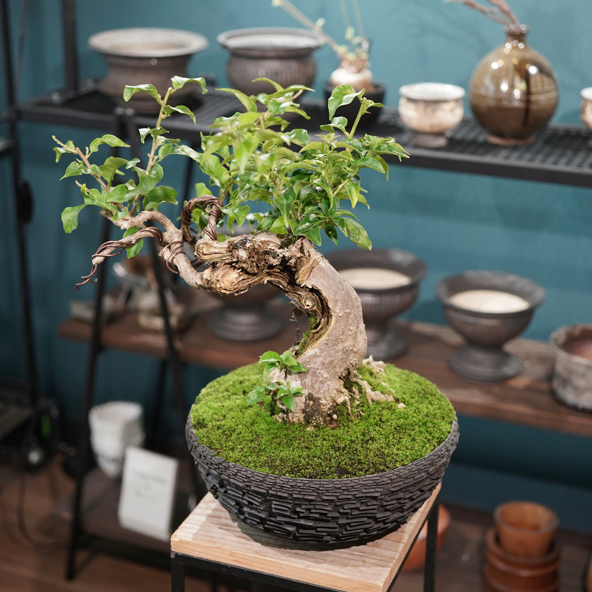 Old bougainvillea (古木ブーゲンビレア) × 宮島 將實"鞘鉢竹炭埋焼成鉢" No.2