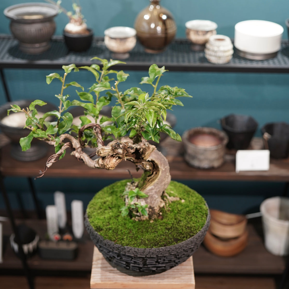Old bougainvillea (古木ブーゲンビレア) × 宮島 將實"鞘鉢竹炭埋焼成鉢" No.2