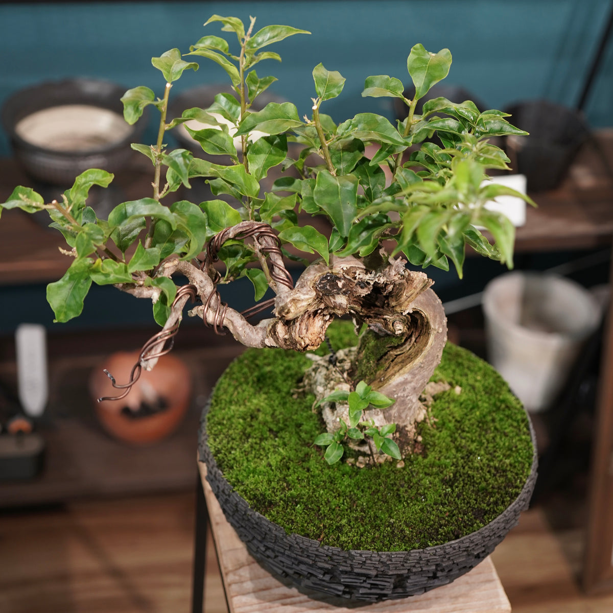 Old bougainvillea (古木ブーゲンビレア) × 宮島 將實"鞘鉢竹炭埋焼成鉢" No.2