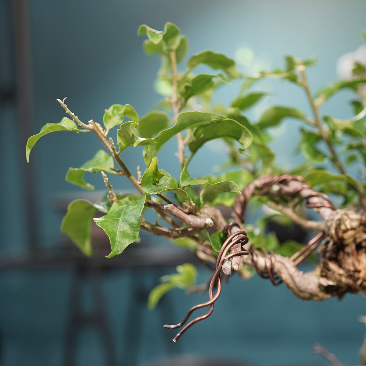 Old bougainvillea (古木ブーゲンビレア) × 宮島 將實"鞘鉢竹炭埋焼成鉢" No.2