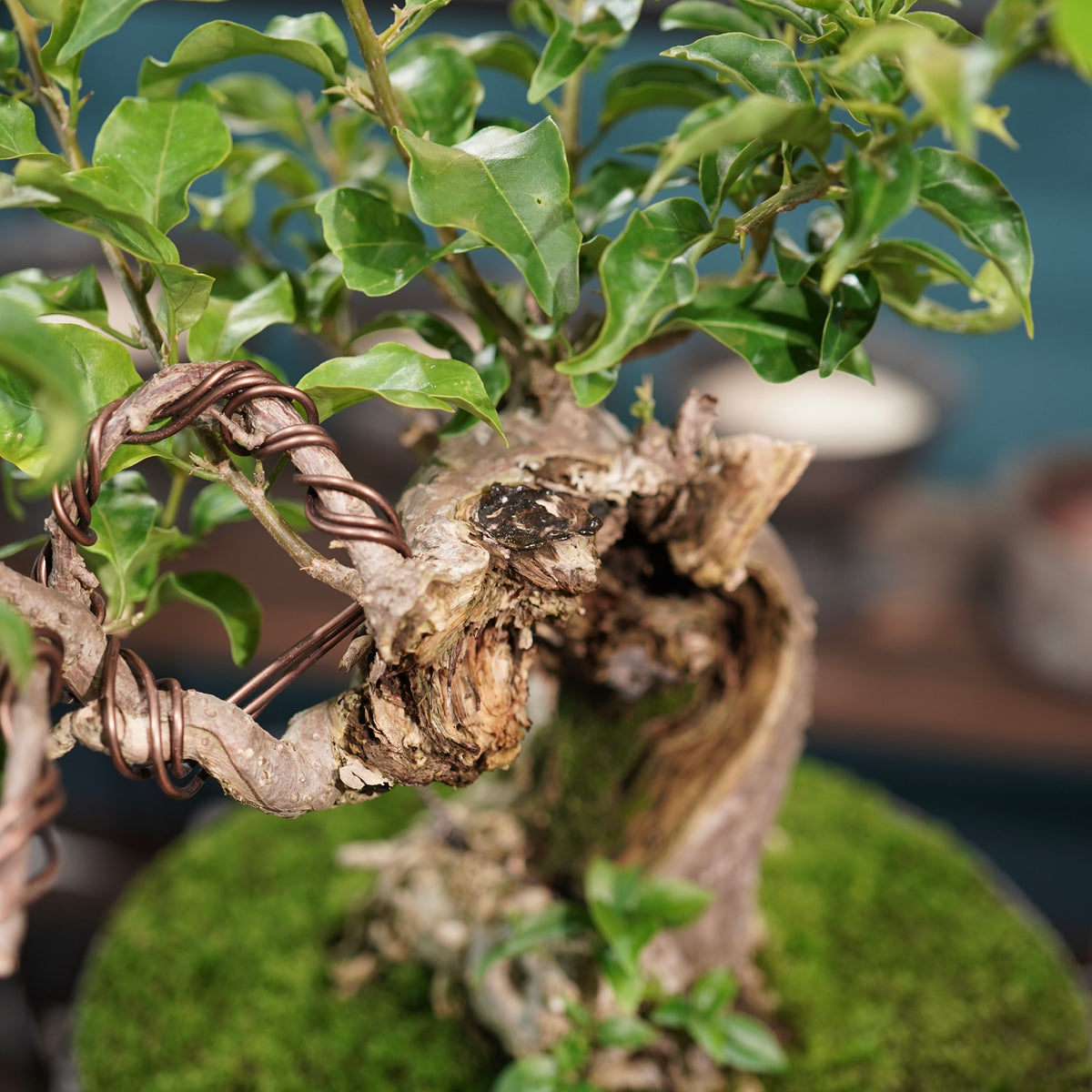 Old bougainvillea (古木ブーゲンビレア) × 宮島 將實"鞘鉢竹炭埋焼成鉢" No.2