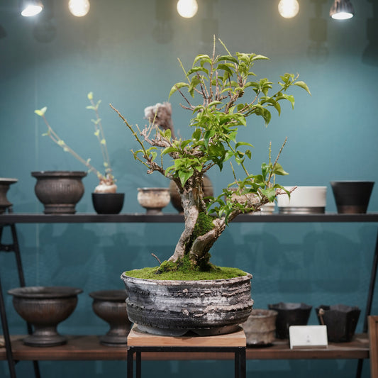 Old bougainvillea (古木ブーゲンビレア) × 宮島 將實"鞘鉢穴窯灰埋焼成鉢" No.3