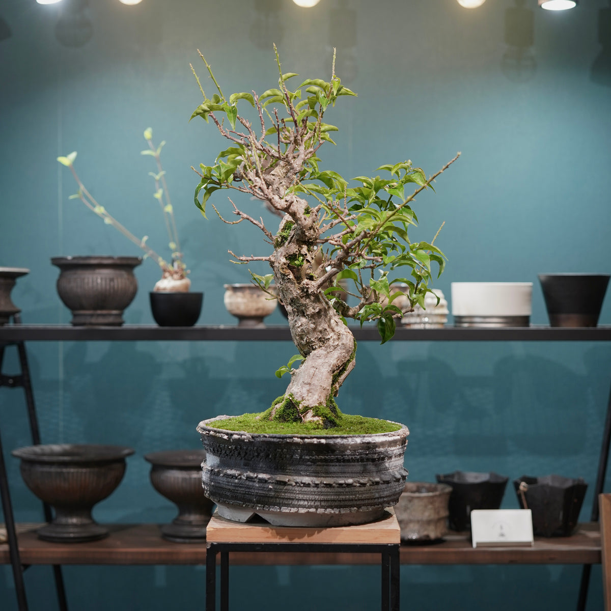Old bougainvillea (古木ブーゲンビレア) × 宮島 將實"鞘鉢穴窯灰埋焼成鉢" No.3