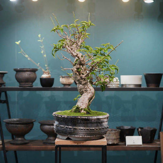 Old bougainvillea (古木ブーゲンビレア) × 宮島 將實"鞘鉢穴窯灰埋焼成鉢" No.3