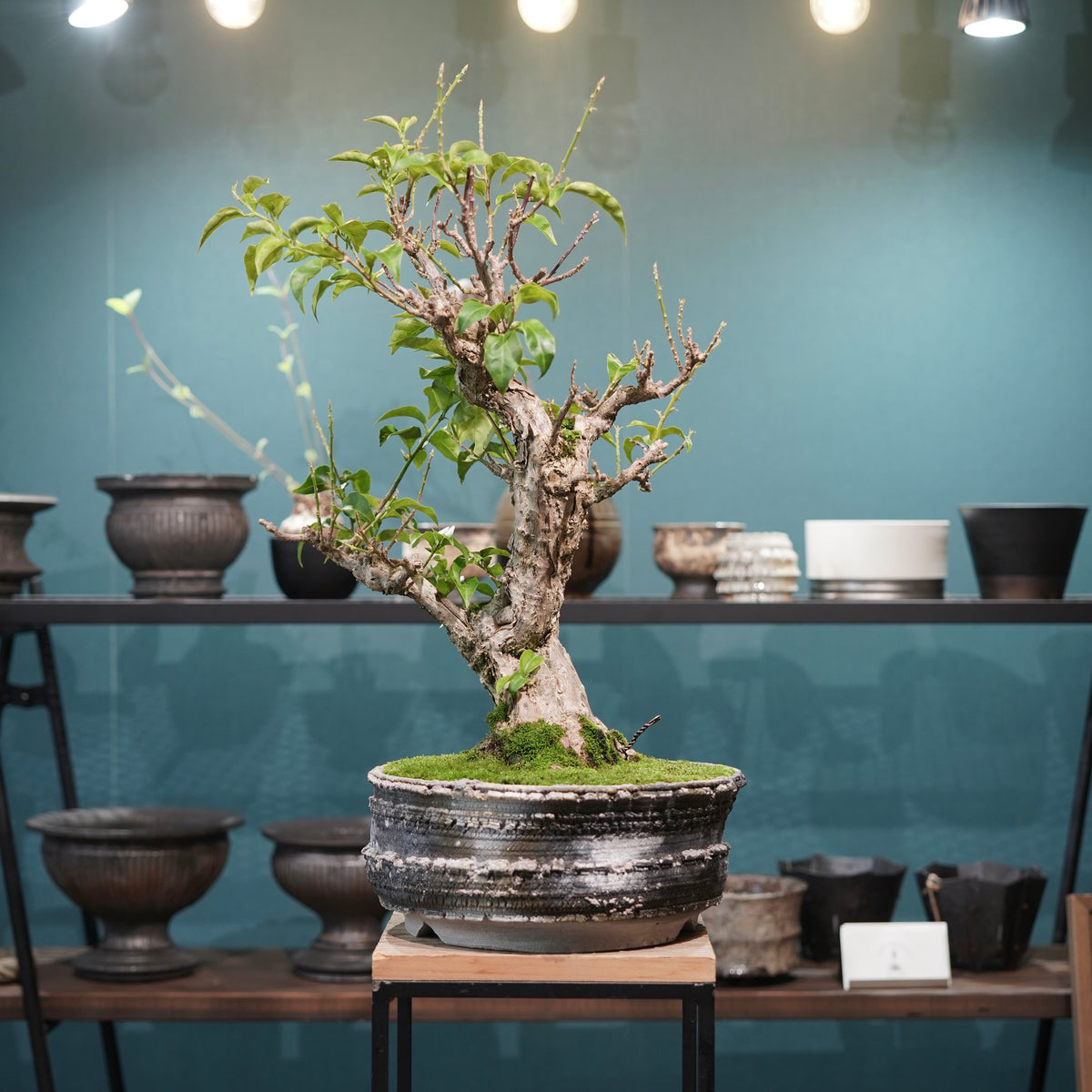 Old bougainvillea (古木ブーゲンビレア) × 宮島 將實"鞘鉢穴窯灰埋焼成鉢" No.3