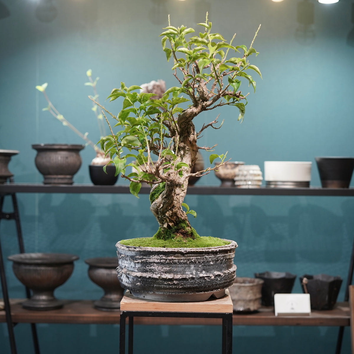 Old bougainvillea (古木ブーゲンビレア) × 宮島 將實"鞘鉢穴窯灰埋焼成鉢" No.3