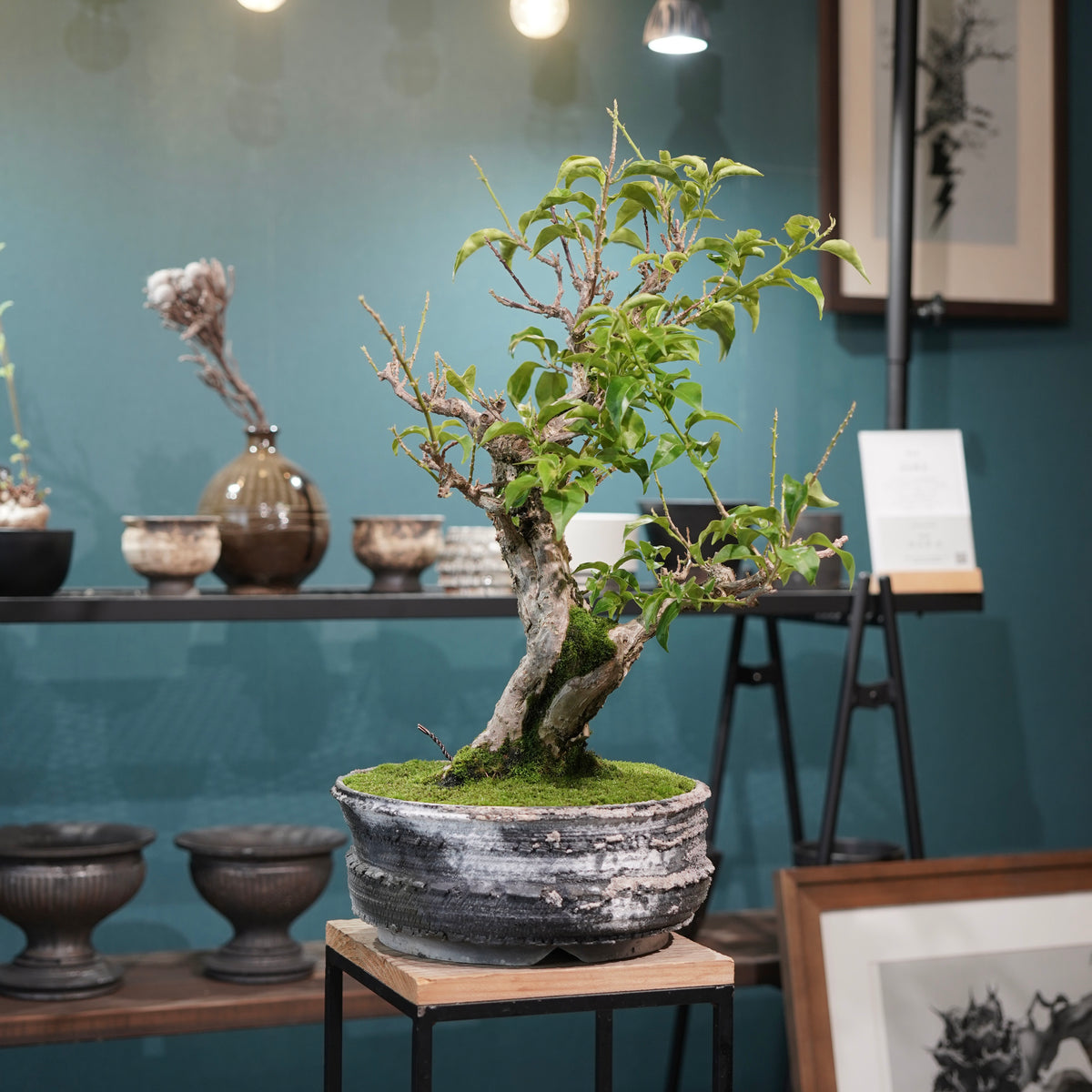 Old bougainvillea (古木ブーゲンビレア) × 宮島 將實"鞘鉢穴窯灰埋焼成鉢" No.3