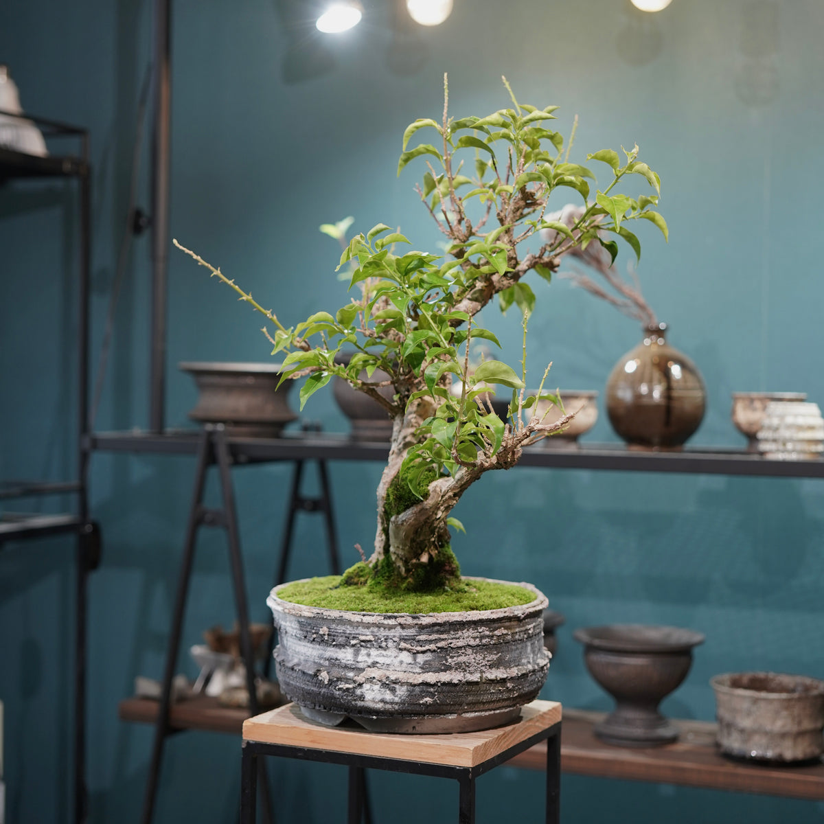Old bougainvillea (古木ブーゲンビレア) × 宮島 將實"鞘鉢穴窯灰埋焼成鉢" No.3