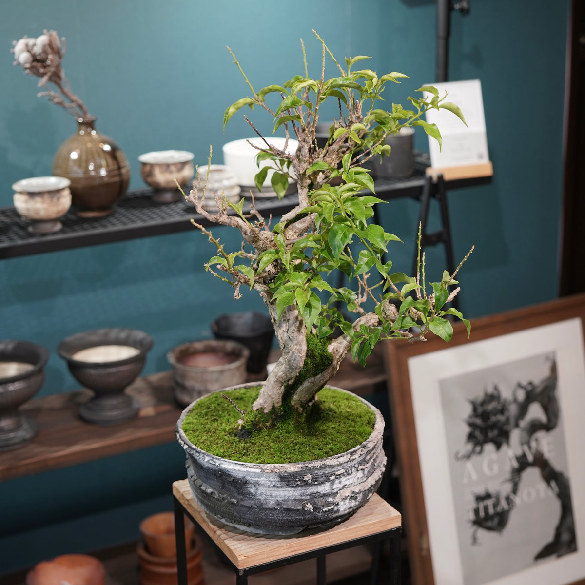 Old bougainvillea (古木ブーゲンビレア) × 宮島 將實"鞘鉢穴窯灰埋焼成鉢" No.3