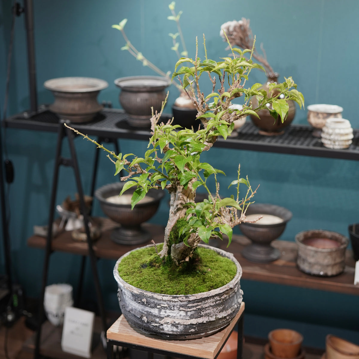 Old bougainvillea (古木ブーゲンビレア) × 宮島 將實"鞘鉢穴窯灰埋焼成鉢" No.3