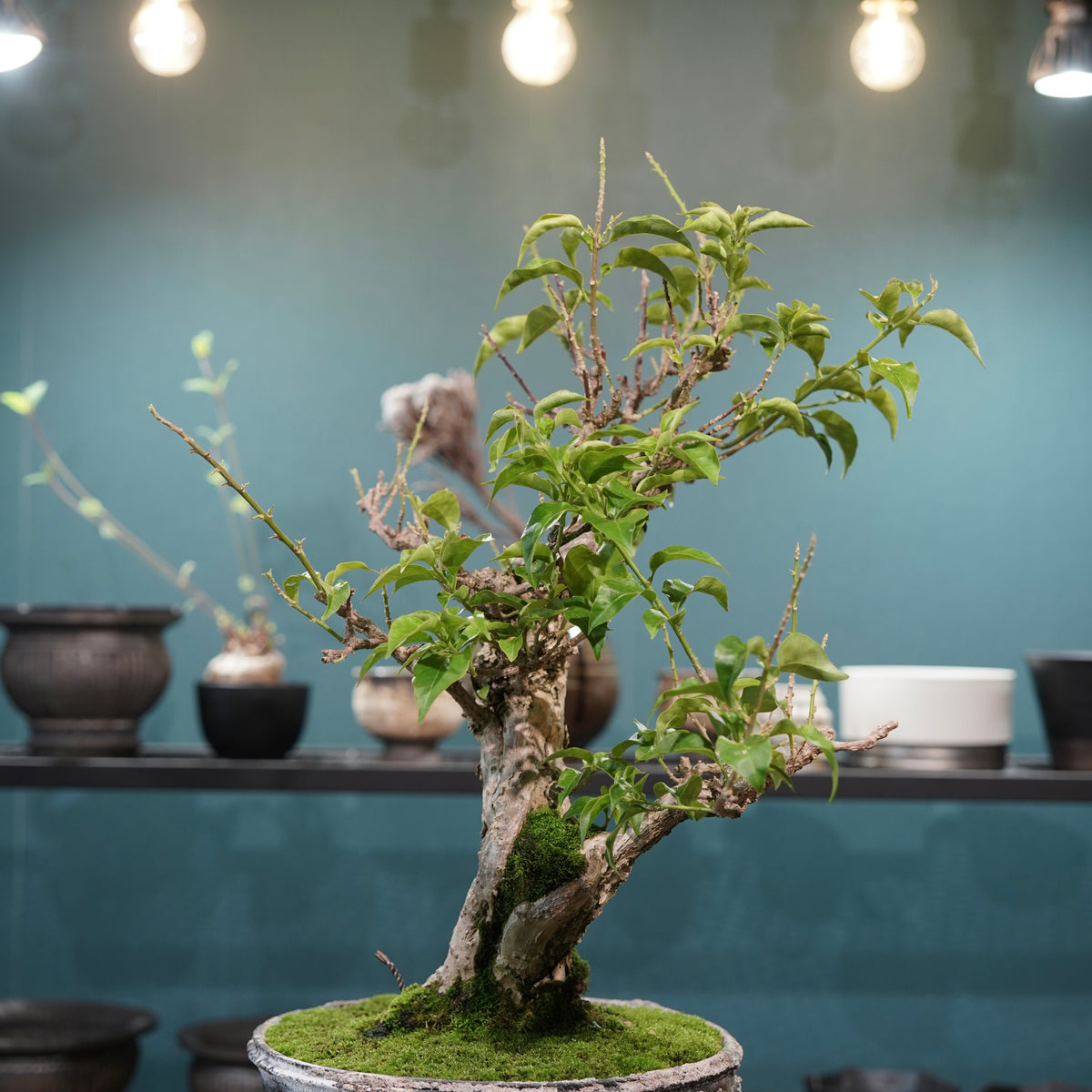 Old bougainvillea (古木ブーゲンビレア) × 宮島 將實"鞘鉢穴窯灰埋焼成鉢" No.3
