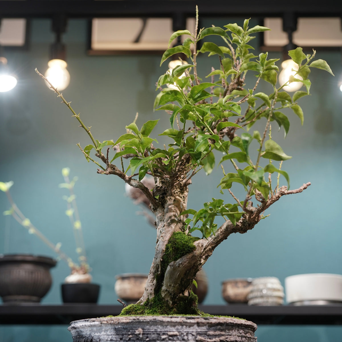 Old bougainvillea (古木ブーゲンビレア) × 宮島 將實"鞘鉢穴窯灰埋焼成鉢" No.3