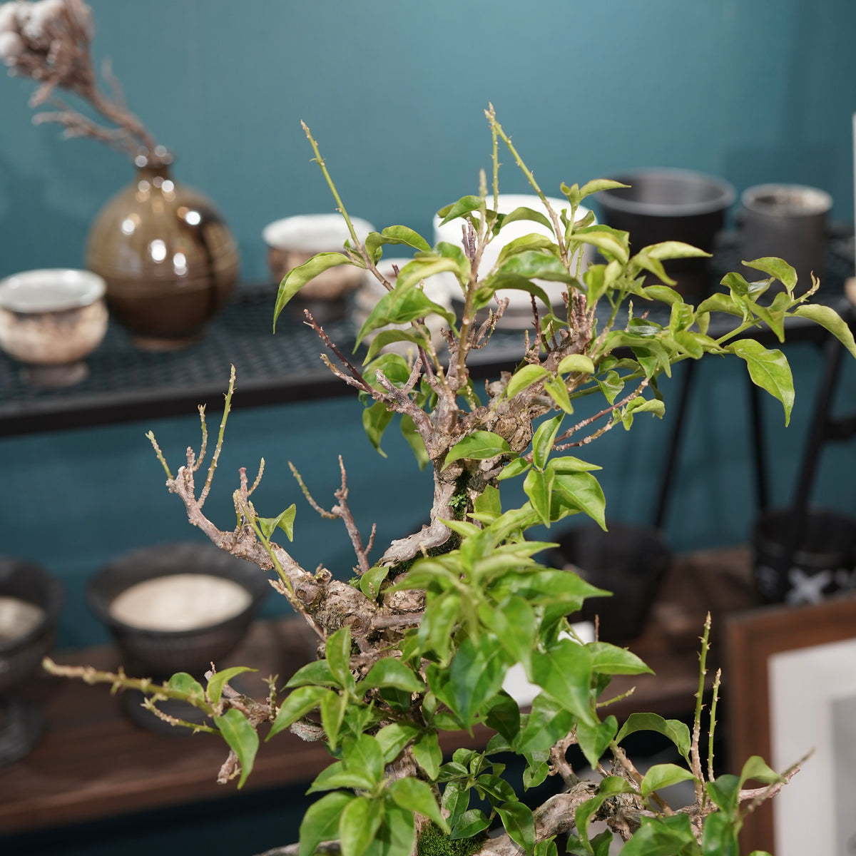 Old bougainvillea (古木ブーゲンビレア) × 宮島 將實"鞘鉢穴窯灰埋焼成鉢" No.3
