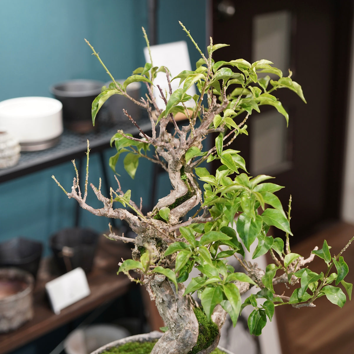 Old bougainvillea (古木ブーゲンビレア) × 宮島 將實"鞘鉢穴窯灰埋焼成鉢" No.3