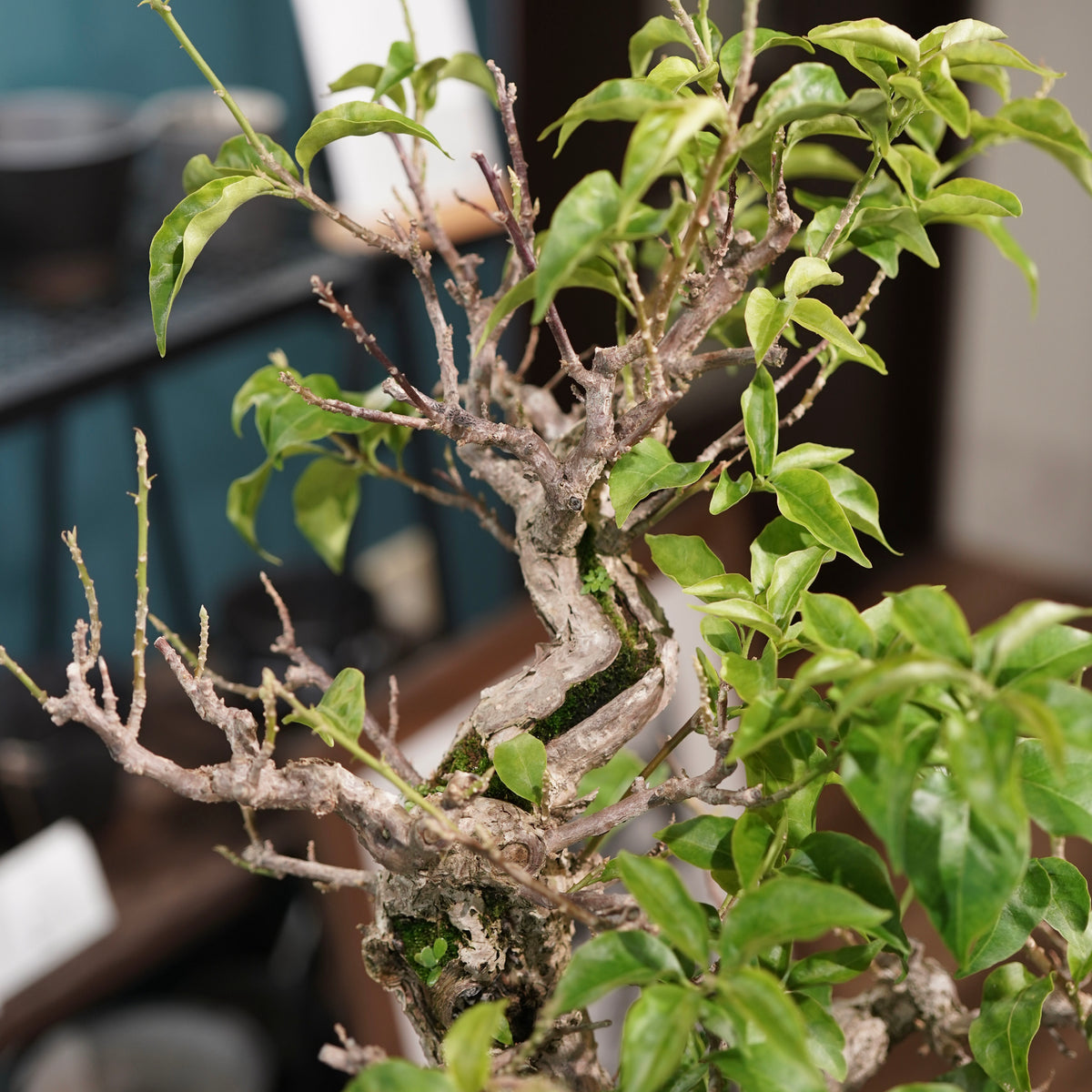 Old bougainvillea (古木ブーゲンビレア) × 宮島 將實"鞘鉢穴窯灰埋焼成鉢" No.3