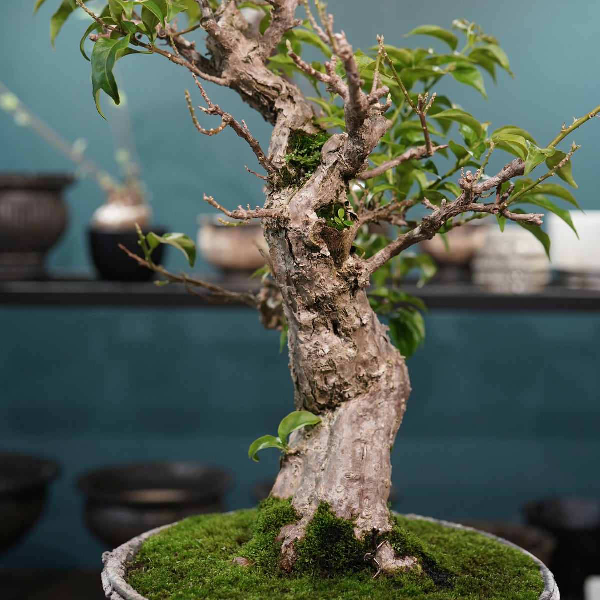 Old bougainvillea (古木ブーゲンビレア) × 宮島 將實"鞘鉢穴窯灰埋焼成鉢" No.3