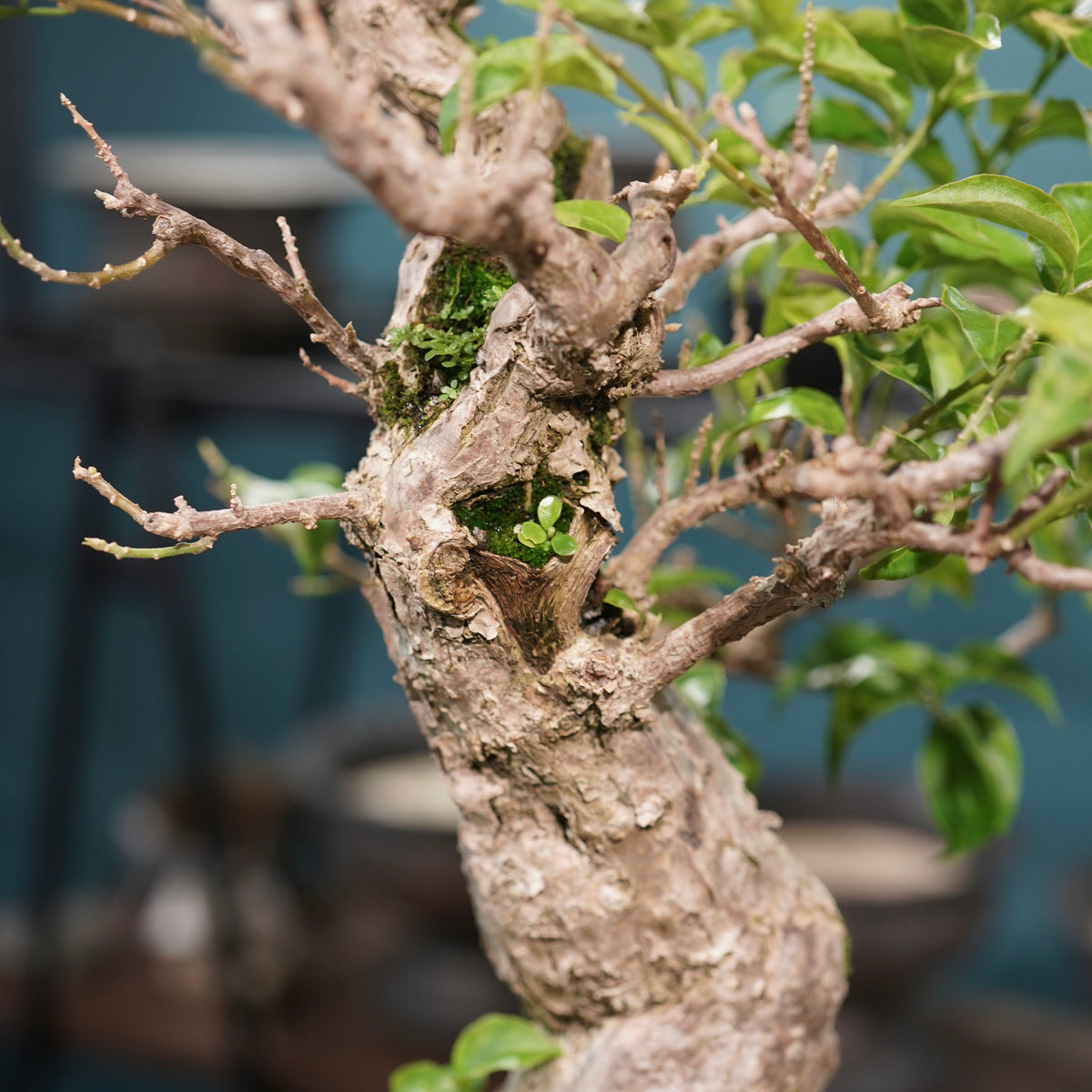 Old bougainvillea (古木ブーゲンビレア) × 宮島 將實"鞘鉢穴窯灰埋焼成鉢" No.3