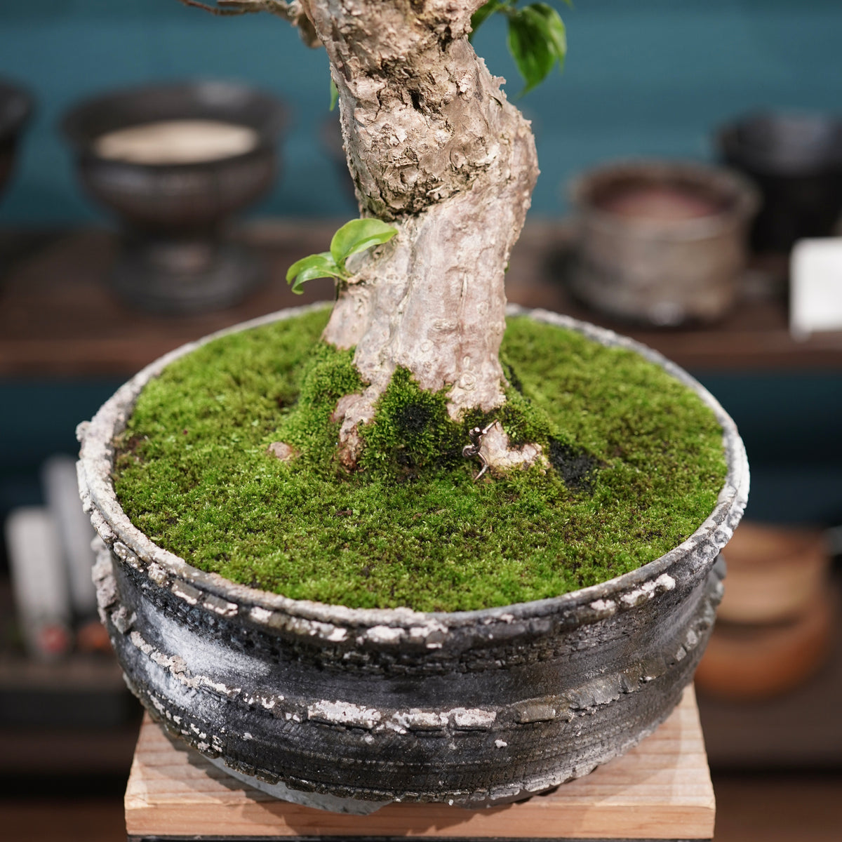 Old bougainvillea (古木ブーゲンビレア) × 宮島 將實"鞘鉢穴窯灰埋焼成鉢" No.3