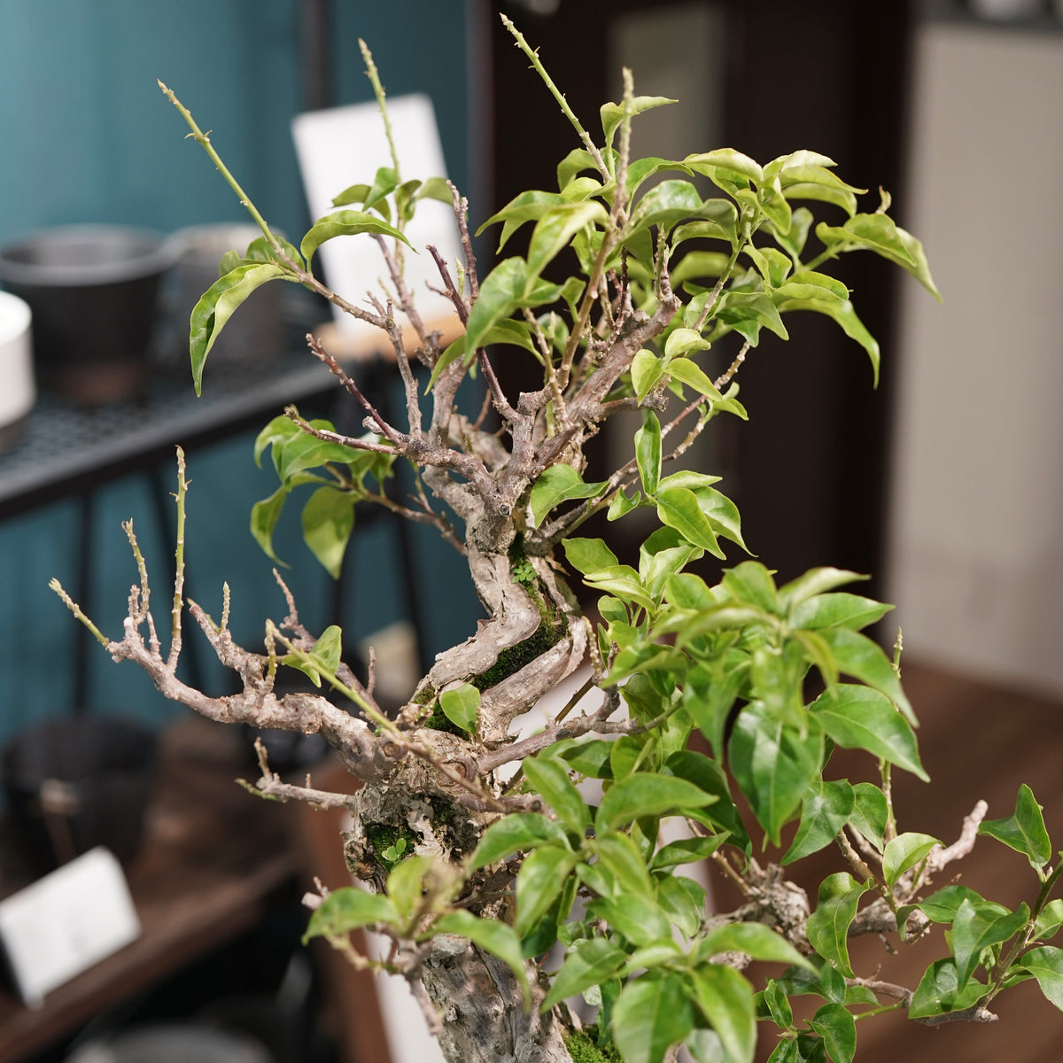 Old bougainvillea (古木ブーゲンビレア) × 宮島 將實"鞘鉢穴窯灰埋焼成鉢" No.3