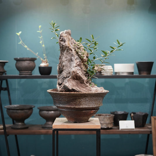 Mini  Old olive（古木オリーブ） ×小野瀬一 “archaic”