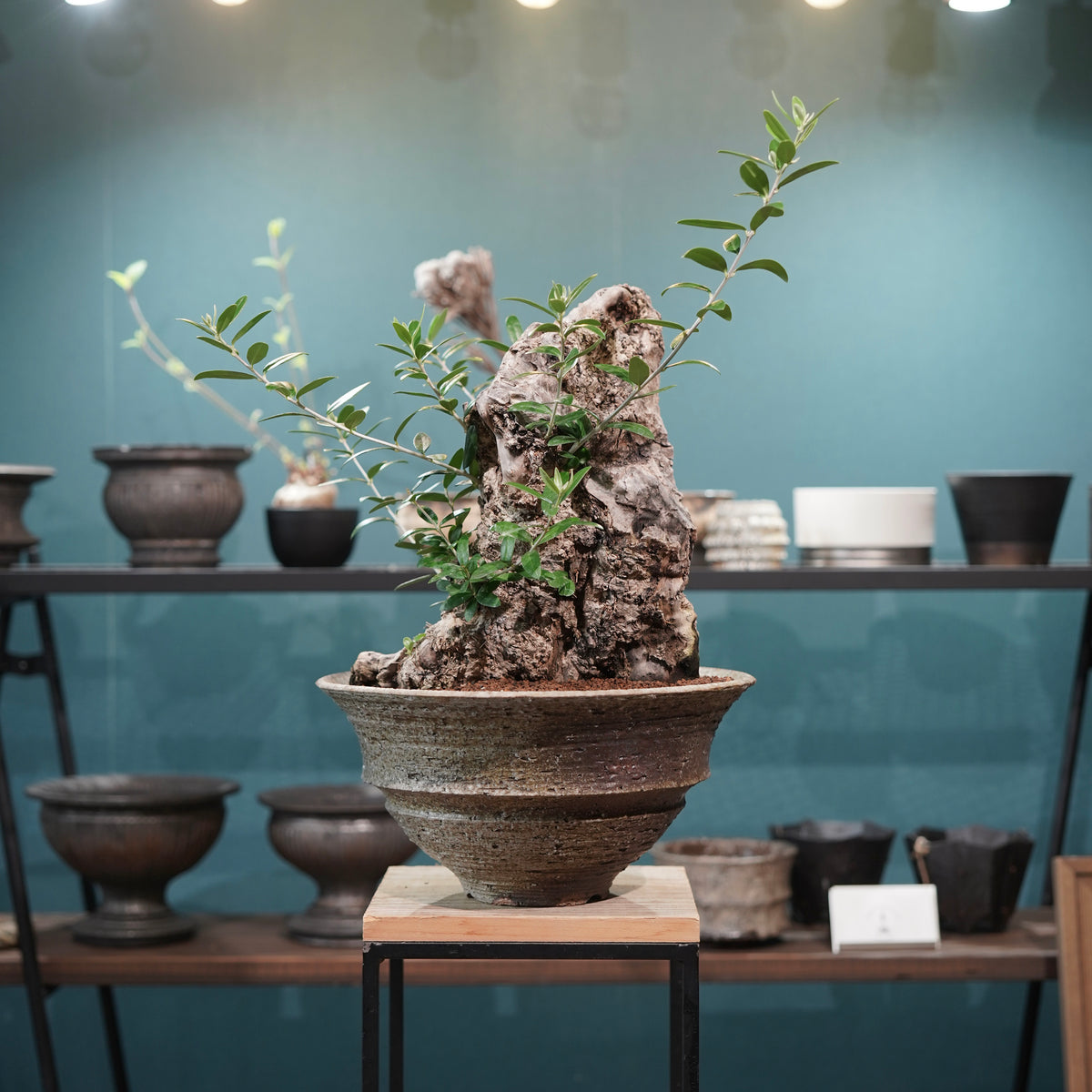 Mini  Old olive（古木オリーブ） ×小野瀬一 “archaic”