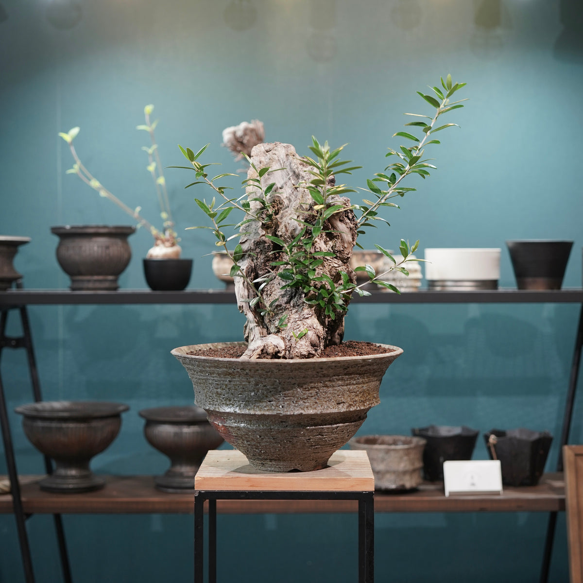 Mini  Old olive（古木オリーブ） ×小野瀬一 “archaic”