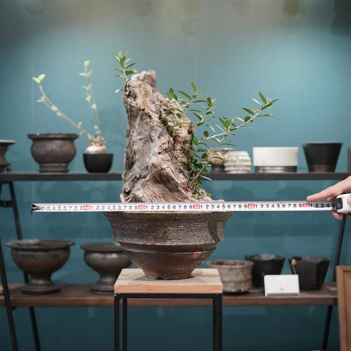 Mini  Old olive（古木オリーブ） ×小野瀬一 “archaic”