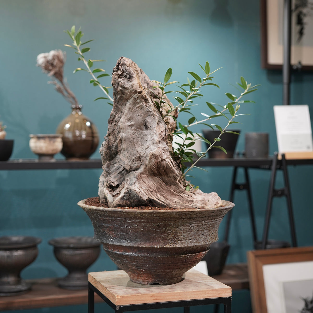 Mini  Old olive（古木オリーブ） ×小野瀬一 “archaic”